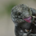  FW Zoo Skink Tongue 2016